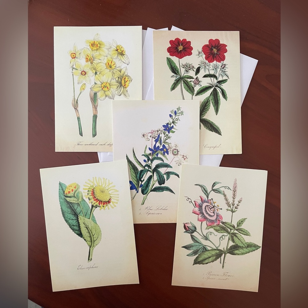 NEW - Set of 5 Blank Flower Notecards w Envelopes Sierra Club stationary